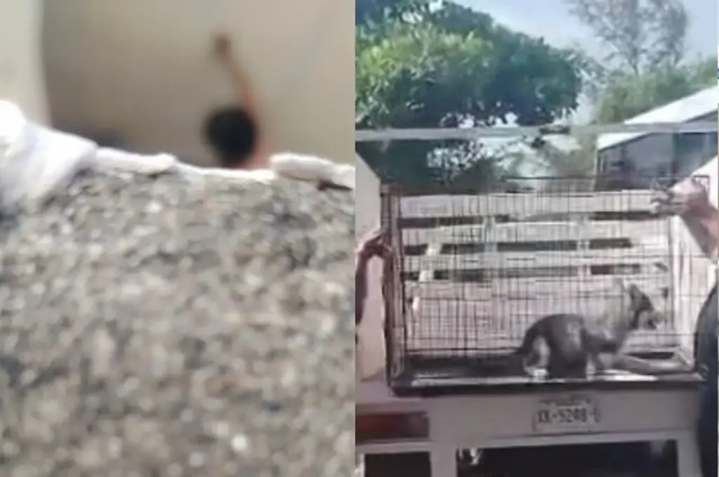 Imagen Denuncian caso de maltrato animal en fraccionamiento El Campanario, en zona norte de Veracruz