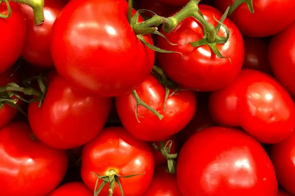 Tomate se va a seguir exportando a EU aún con arancel porque no existe un sustituto: Sheinbaum