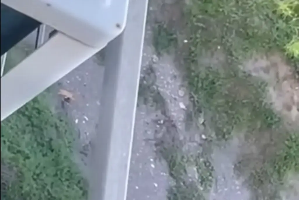 Esto se sabe del supuesto león que vieron en la Riviera Veracruzana
