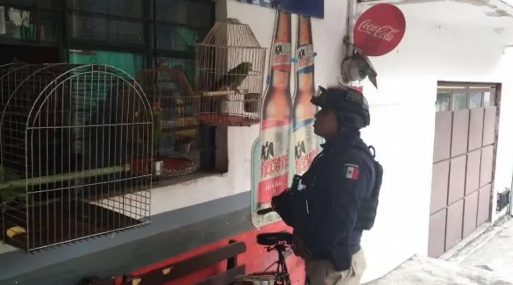 Imagen Rescatan 2 loros cabeza amarilla abandonados en la colonia de Xalapa, Veracruz 