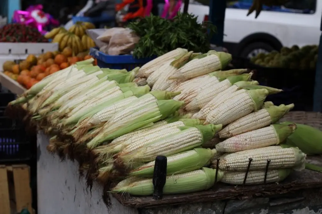 Imagen México garantiza 'abasto nacional' de maíz blanco para 2025