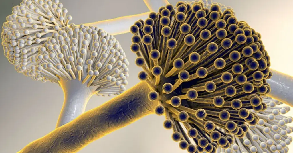 Imagen Alerta científica mexicana de hongos que provocan hasta 30% de casos de cáncer de hígado
