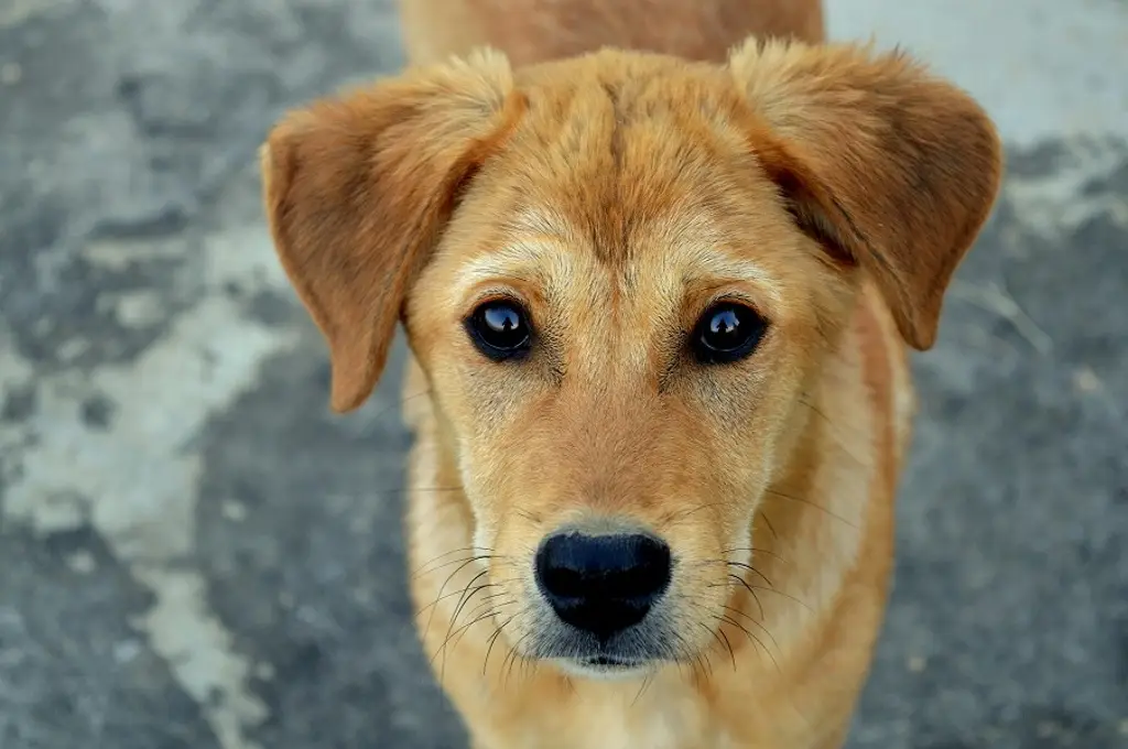Imagen La presencia de un perro ayuda en la salud mental de las personas: psicólogo
