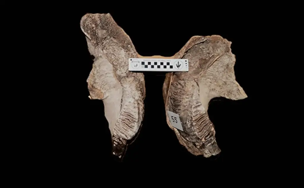 Imagen Restos fósiles de bebé mamut revelan su alimentación, dice estudio de la UNAM 