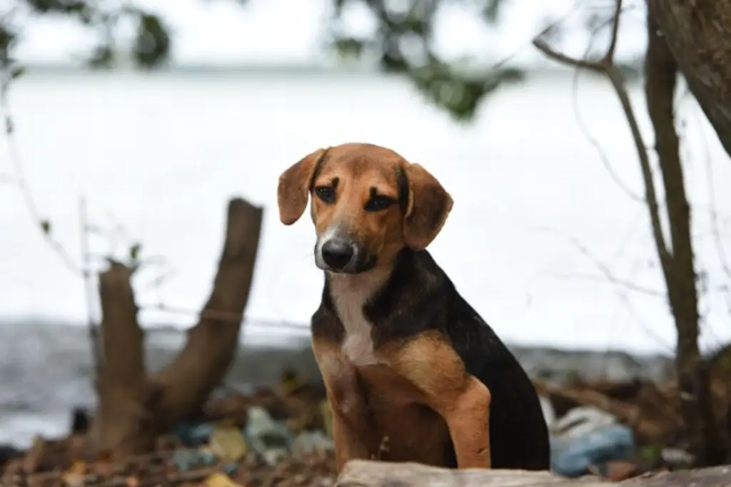 Imagen Harán pasarela y darán en adopción a perritos en Veracruz