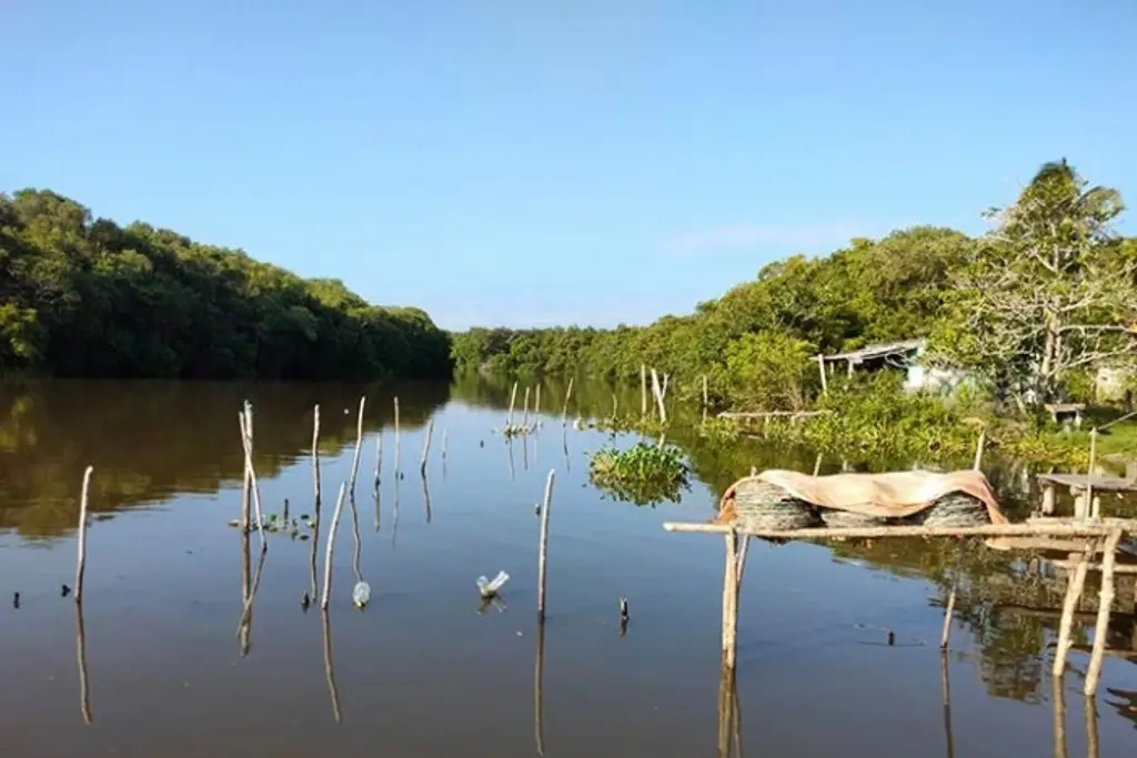 Imagen Manglares en peligro: Veracruz entre los estados con mayor presión sobre estos ecosistemas