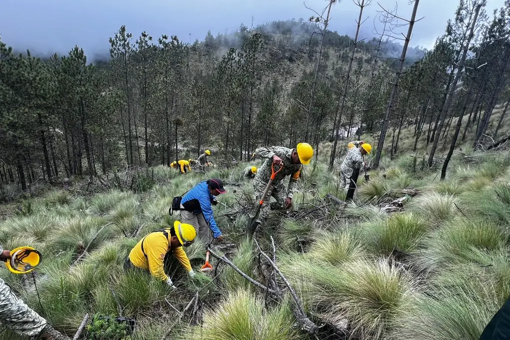 Imagen Realizan mega reforestación en Parque Nacional del Pico de Orizaba; plantan más de mil 500 árboles