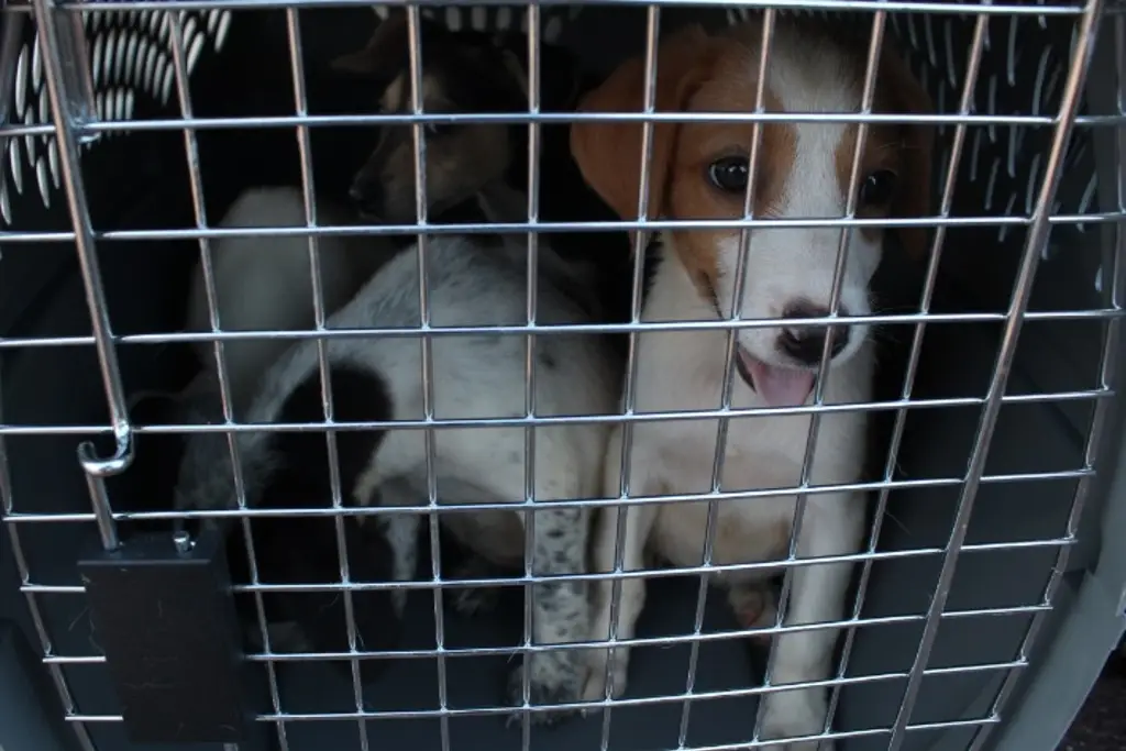 Imagen Por lluvia, suspenden pasarela de perritos y módulos para donaciones; ahora se hará en esta fecha