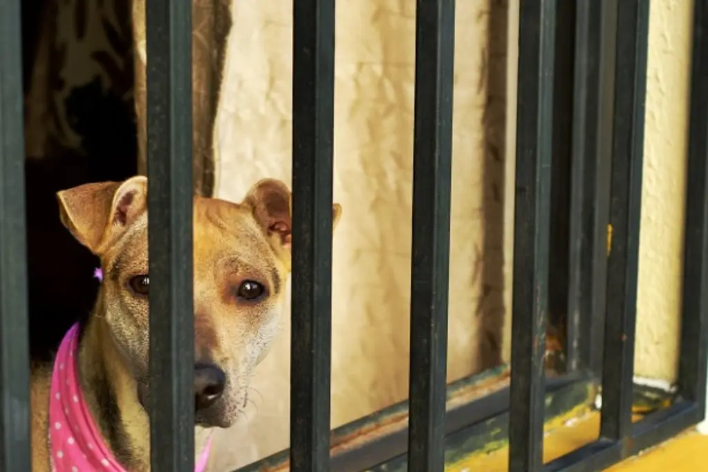 Imagen Activista pide aumentar sanción por maltrato animal en Veracruz