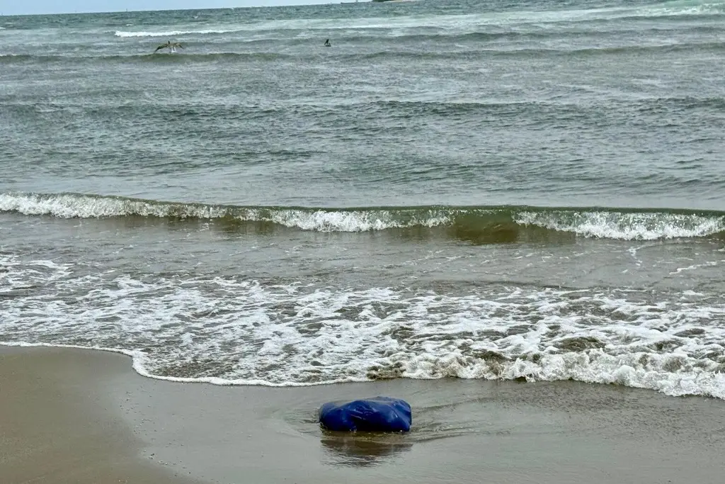 Imagen Encuentran animales muertos en playa de Boca del Río 
