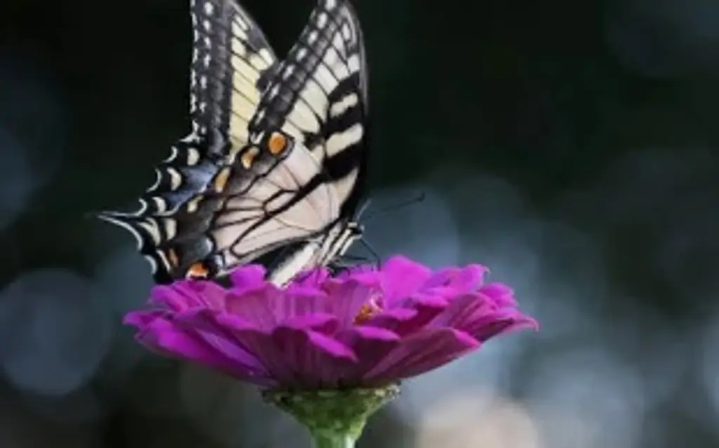 Imagen Algunas mariposas pueden oler a otras de la misma especie e identificarse entre sí, según estudio