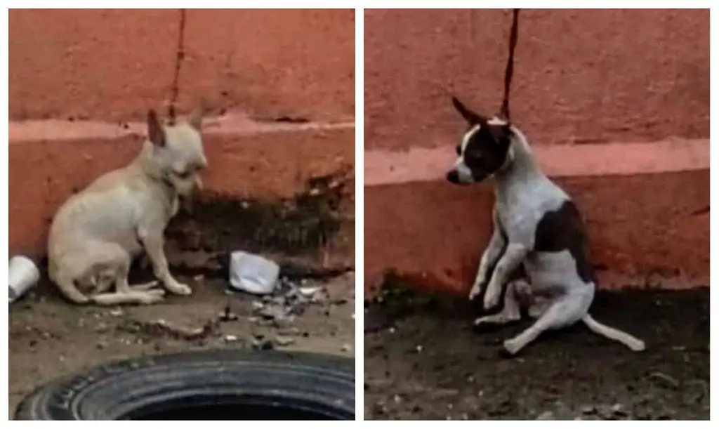 Imagen Denuncian maltrato de dos perritos en fraccionamiento de Veracruz