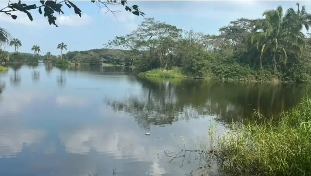 Imagen ¿Hay cocodrilos en Lagos de Puente Moreno? Esto indica PC 