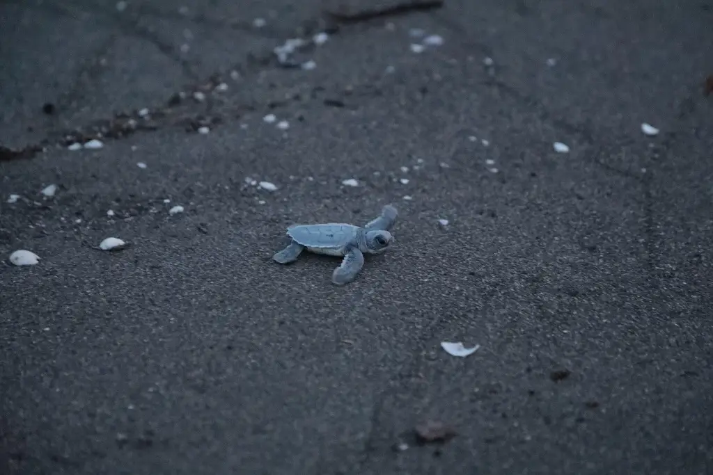 Imagen Liberan 178 crías de tortuga verde en playas de Nautla