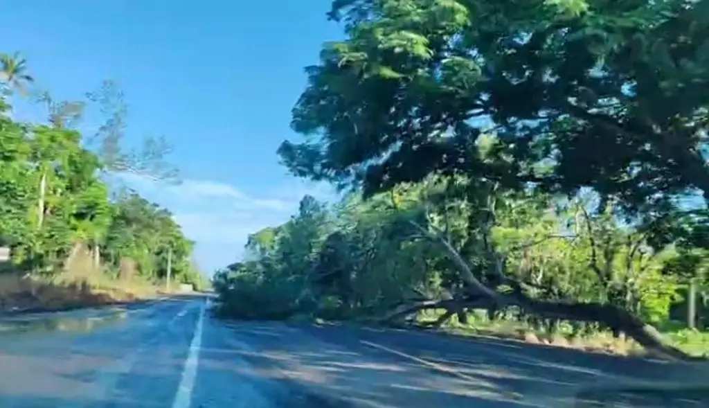 Imagen Cae árbol y obstruye carretera Veracruz-Alvarado
