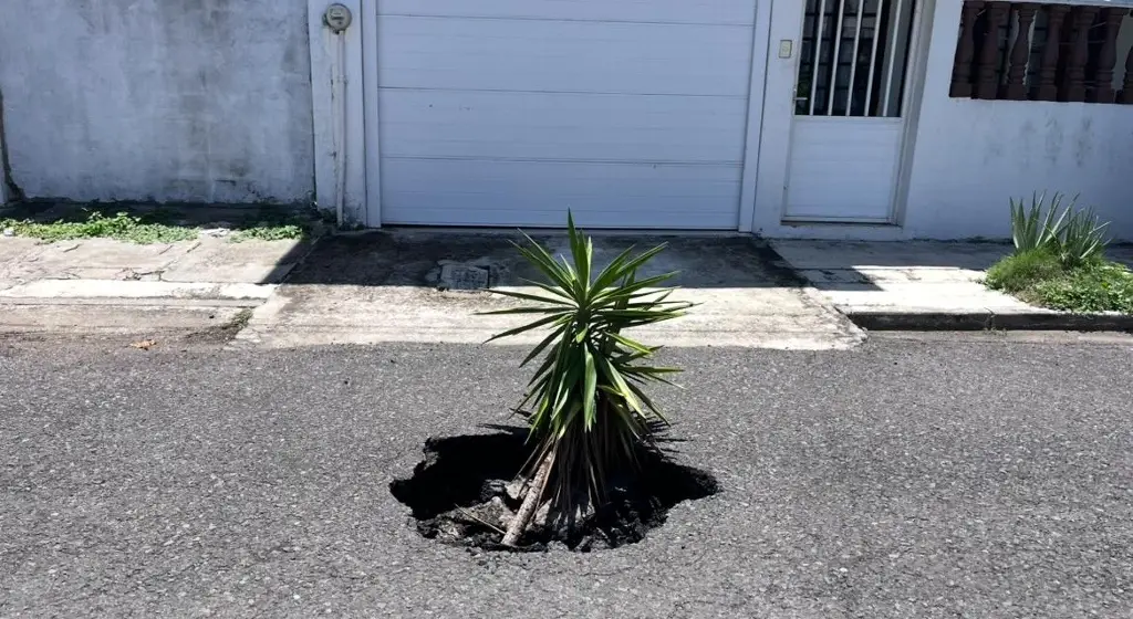 Imagen Reportan par de socavones en la calle Nogal del Floresta