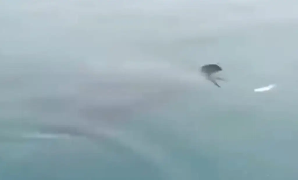 Imagen Captan esta especie marina en el puerto de Veracruz (+ video)