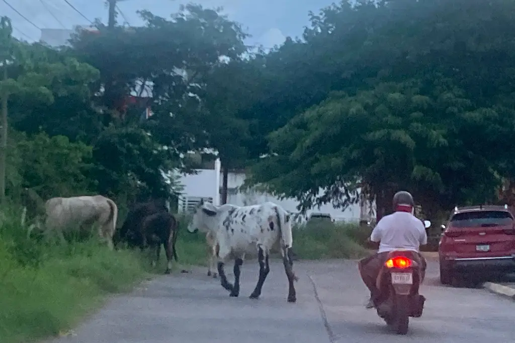 Imagen ¡Otra vez! Vacas invaden fraccionamiento en Veracruz