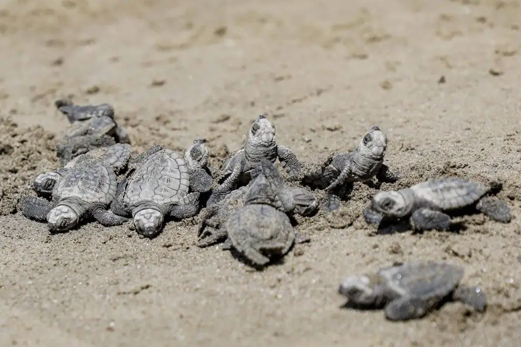Imagen Liberan 94 crías de tortuga Lora en playa de Boca del Río