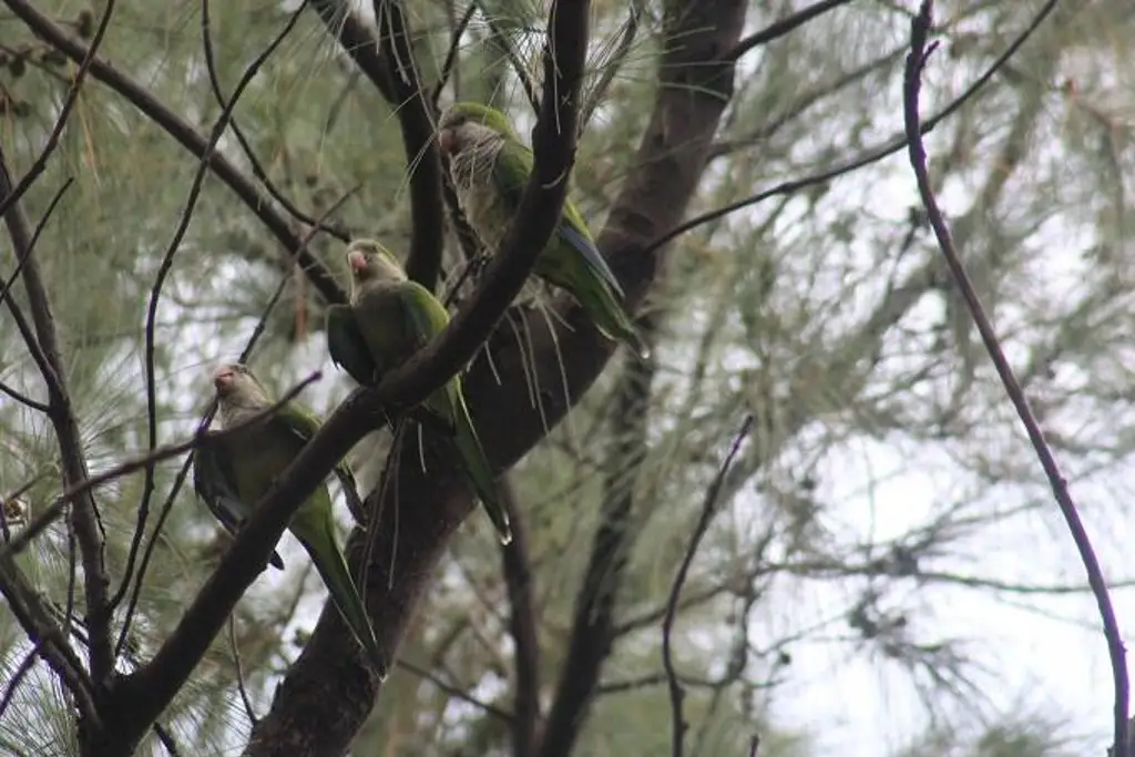 Imagen Advierten de impacto ambiental por sobrepoblación de pericos argentinos en Veracruz