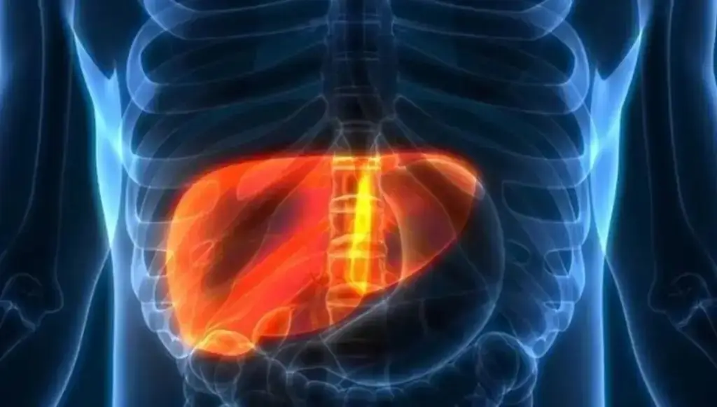 Imagen Los casos de cáncer de hígado se duplicarán en 2050, según 'The Lancet'