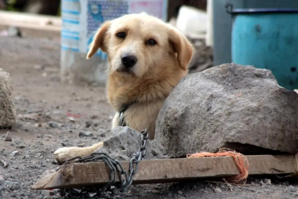 Imagen Incrementa abandono de mascotas en Veracruz, en periodo de vacaciones