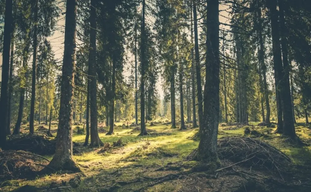 Imagen Bosques tropicales han demostrado una gran resiliencia ante las sequías, según estudio
