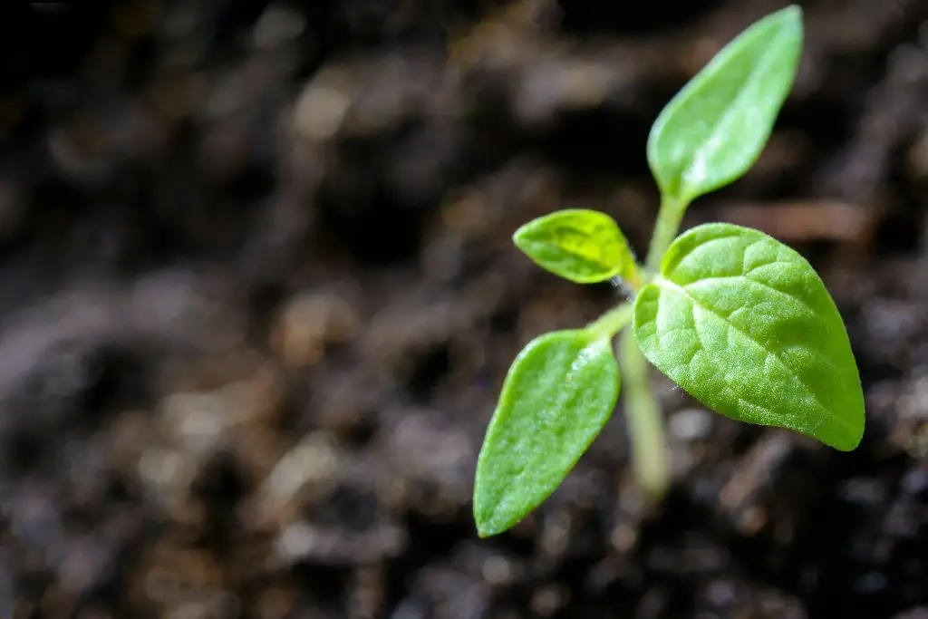 Imagen Descubren 21 nuevas especies de plantas en Perú