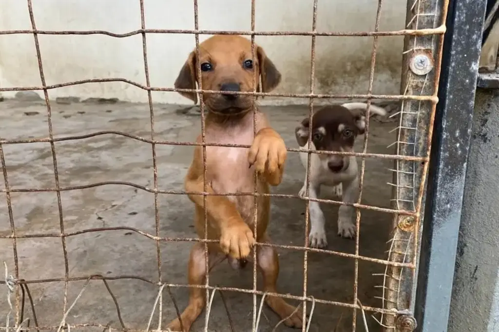 Imagen ¿Quieres tener una mascota? Realizarán la Expo Adopta en Veracruz 