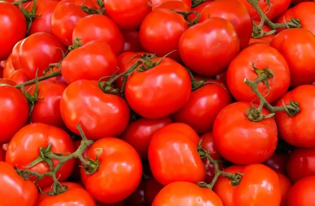Imagen La papa evolucionó a partir del tomate hace unos 9 millones de años, según estudio