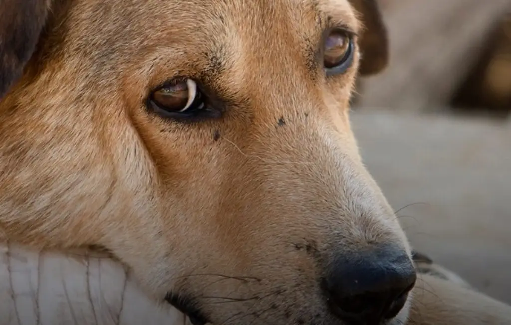 Imagen En Veracruz-Boca del Río asociación ha dado acompañamiento a 30 casos de maltrato animal