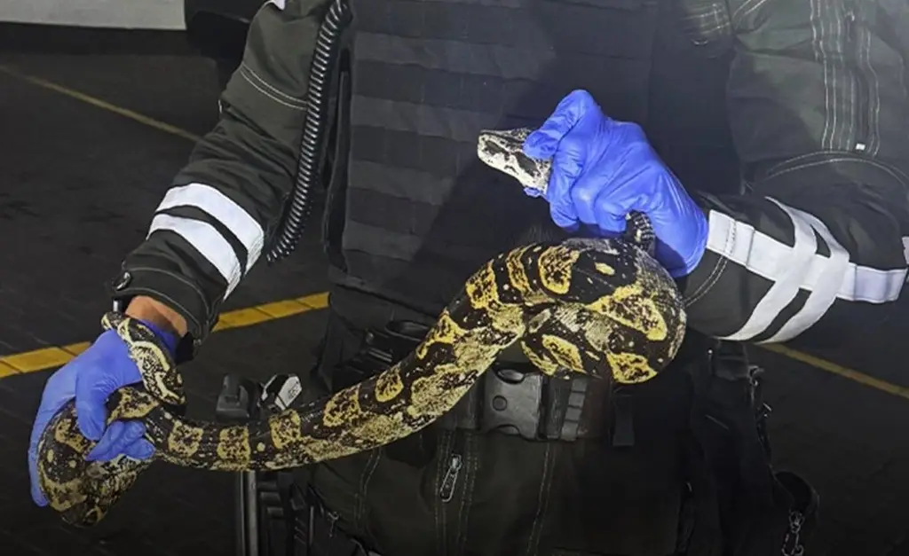 Imagen Hallan una boa en vehículo estacionado en centro comercial, en Ecuador