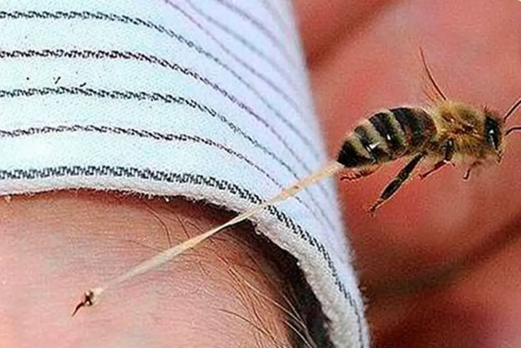 Imagen ¿La picadura de una abeja causa más muertes que la de alacrán o mordida de serpiente?