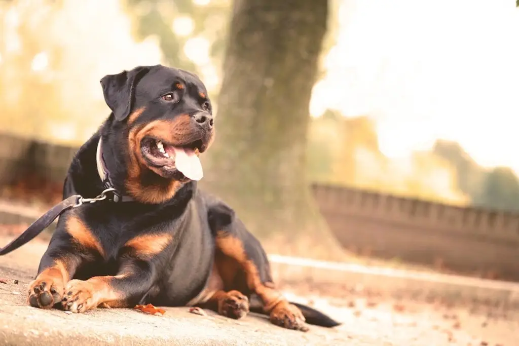 Imagen Rottweiler mata a mordidas a niño de 9 años en Francia