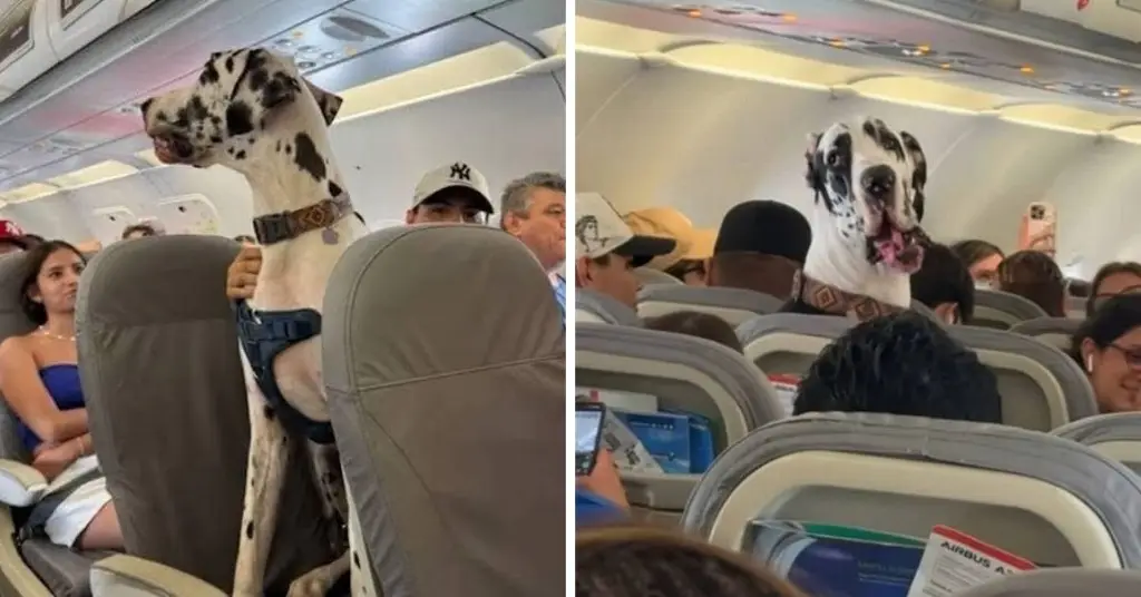 Imagen Sorprende enorme gran danés sentado en vuelo de CDMX a Puerto Vallarta