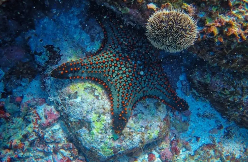 Imagen Identificada una bacteria responsable de diezmar las estrellas de mar en Norteamérica