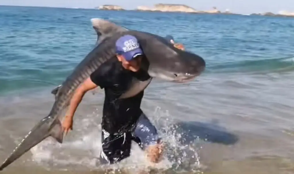 Imagen Hombre captura tiburón y lo saca del mar con sus propias manos en Michoacán 