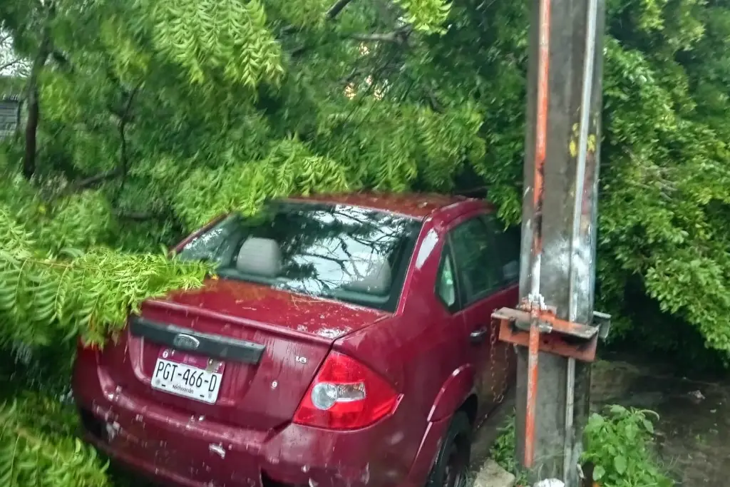 Imagen Cae árbol sobre auto en Veracruz; piden intervención de autoridades
