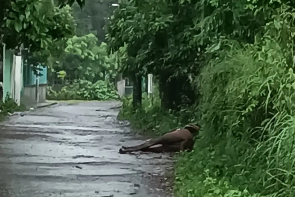 Imagen Caballo y perro mueren electrocutados por cables de luz en Veracruz