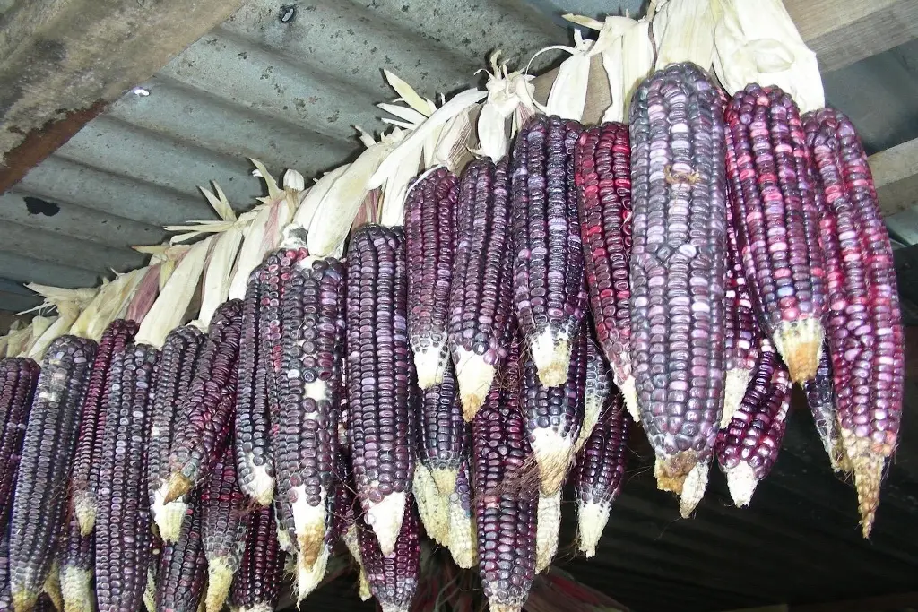 Imagen Estos son los beneficios que no conoces del maíz azul; se siembra en Veracruz