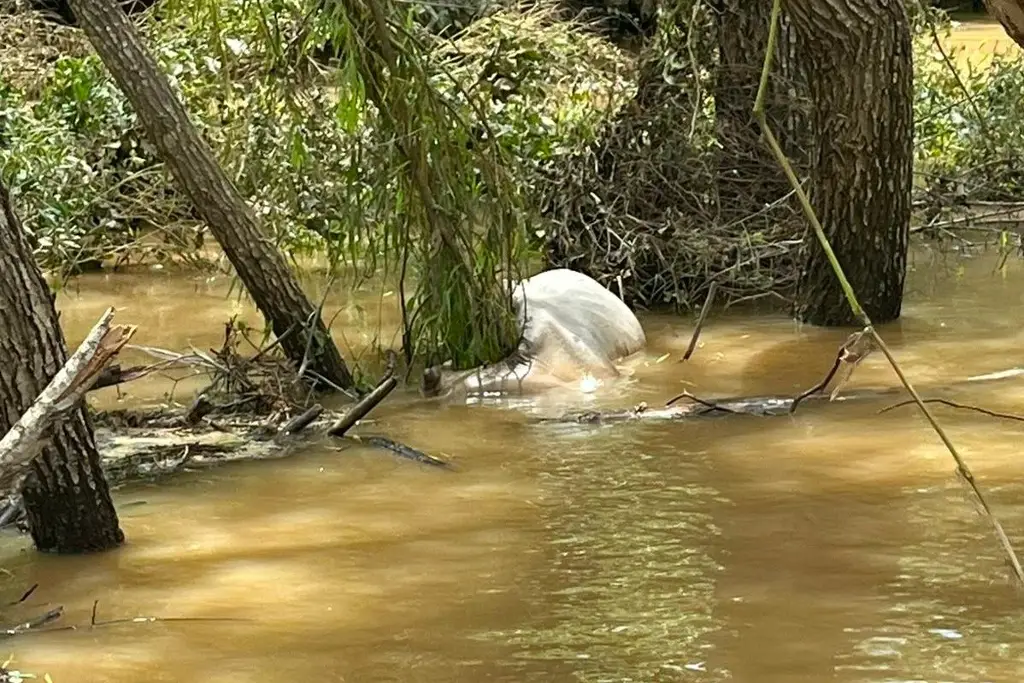 Imagen Encuentran ahogadas las primeras reses, de las 300 que arrastró el río en Veracruz (FOTOS)