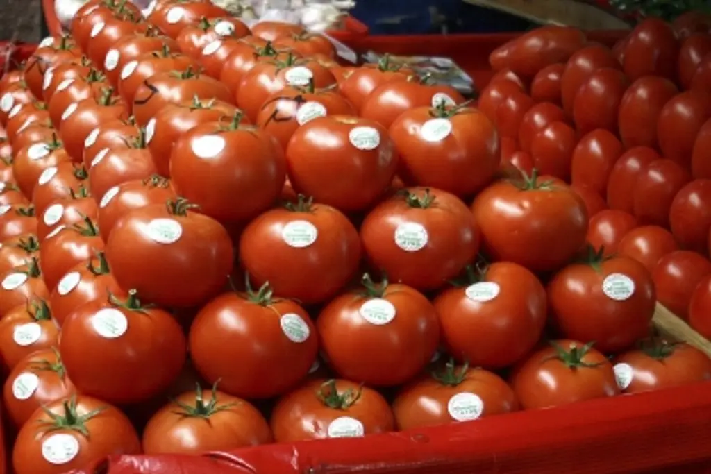Imagen Blindan exportaciones de tomate; establecen precios mínimos para su venta al extranjero