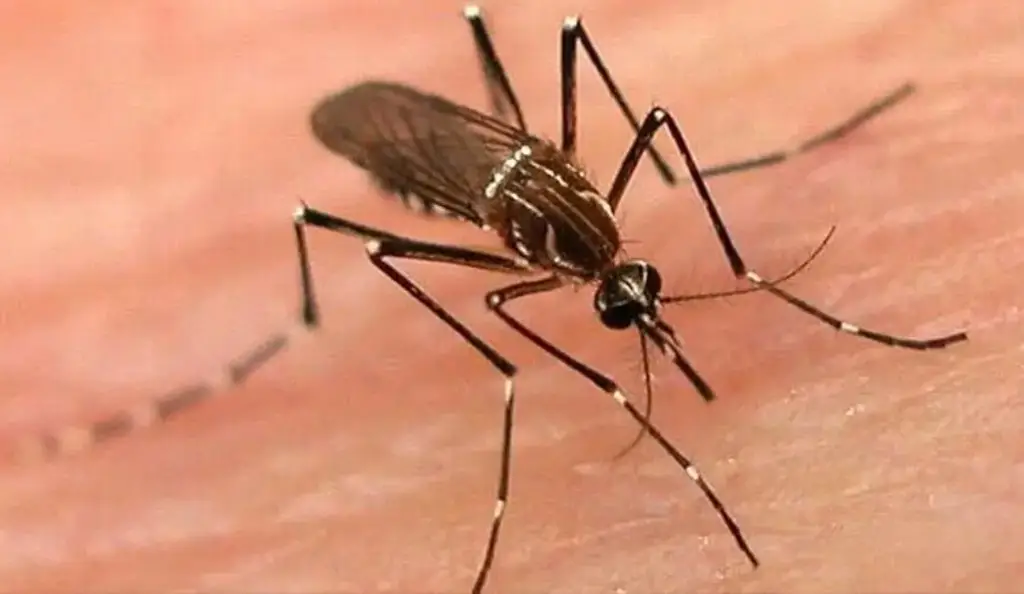 Imagen ¿Por qué los mosquitos pican más a unas personas que a otras?