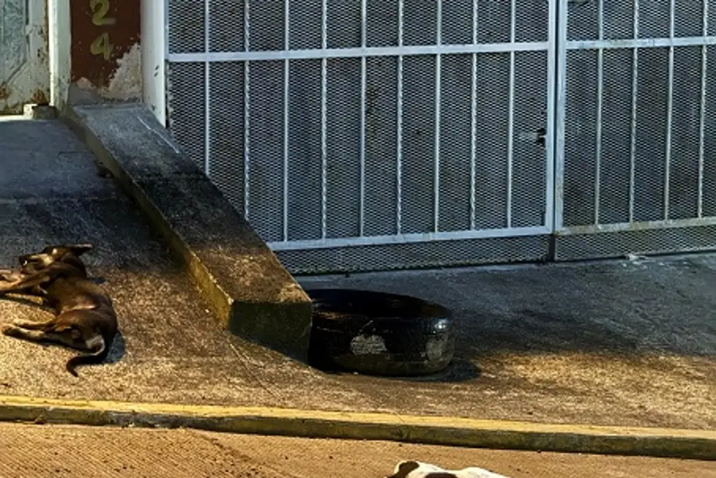 Imagen Perros murieron tras caer de azotea en Xalapa, acusan maltrato contra los animales