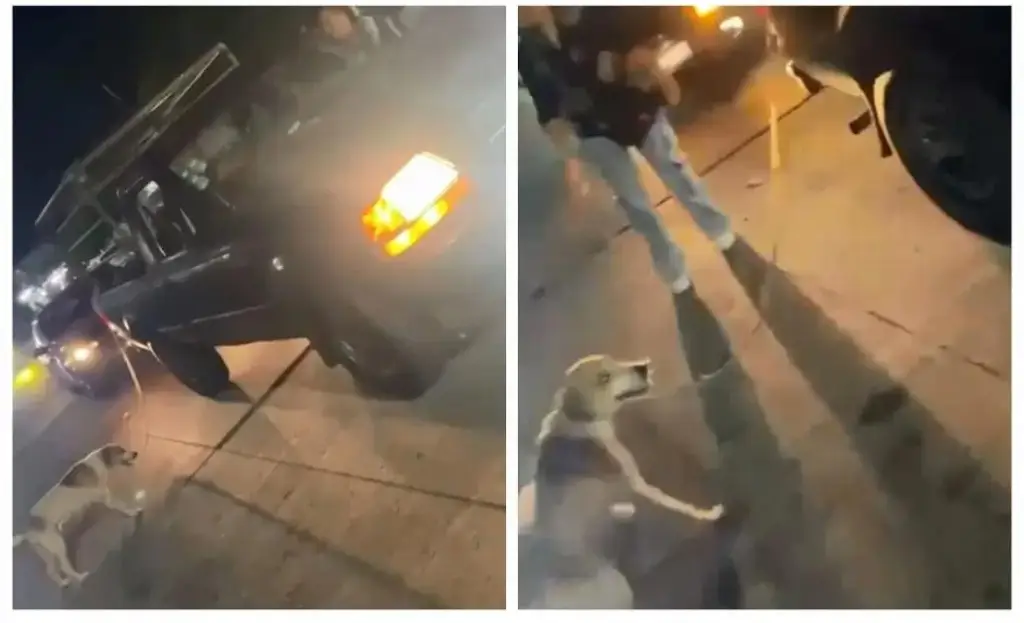 Imagen Caso de perrito arrastrado en Boca del Río se va a judicializar, responsable podría ir a la cárcel 