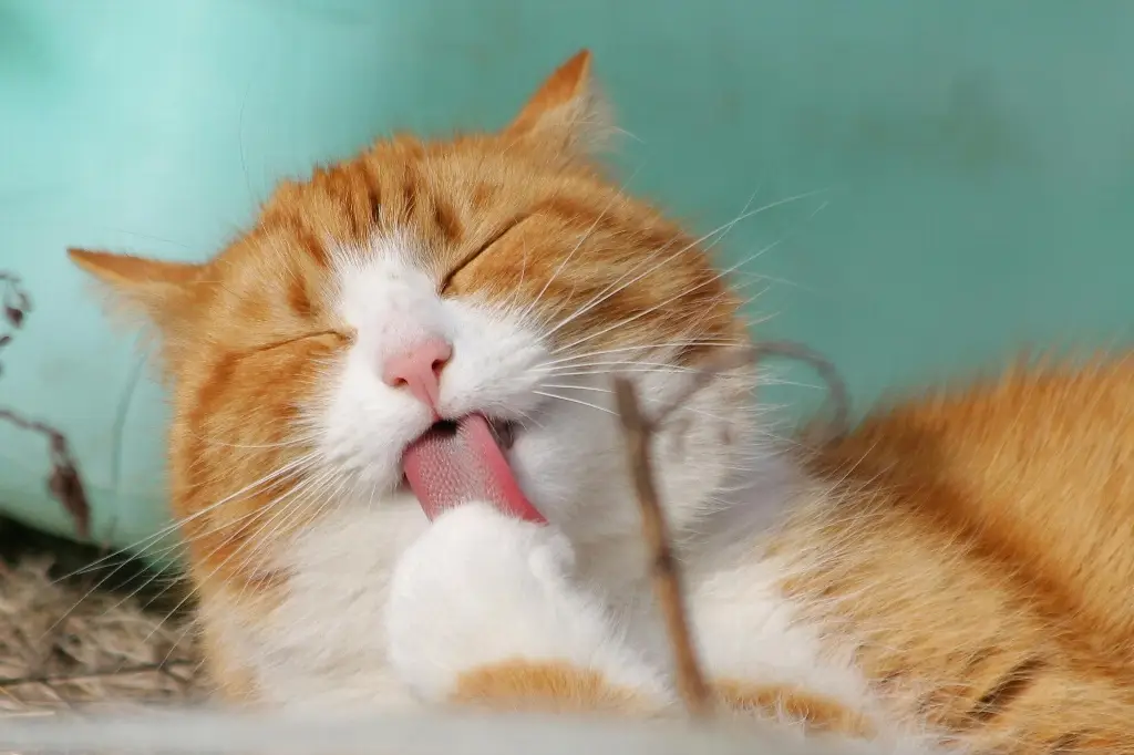 Imagen ¿Cómo cuidar la salud de los gatos? Sigue estas recomendaciones 