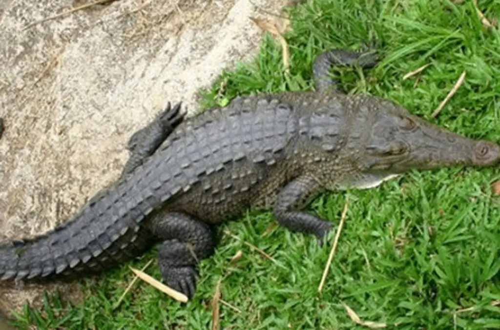 Imagen Alarma en el sur de Tamaulipas por aumento en población de cocodrilos