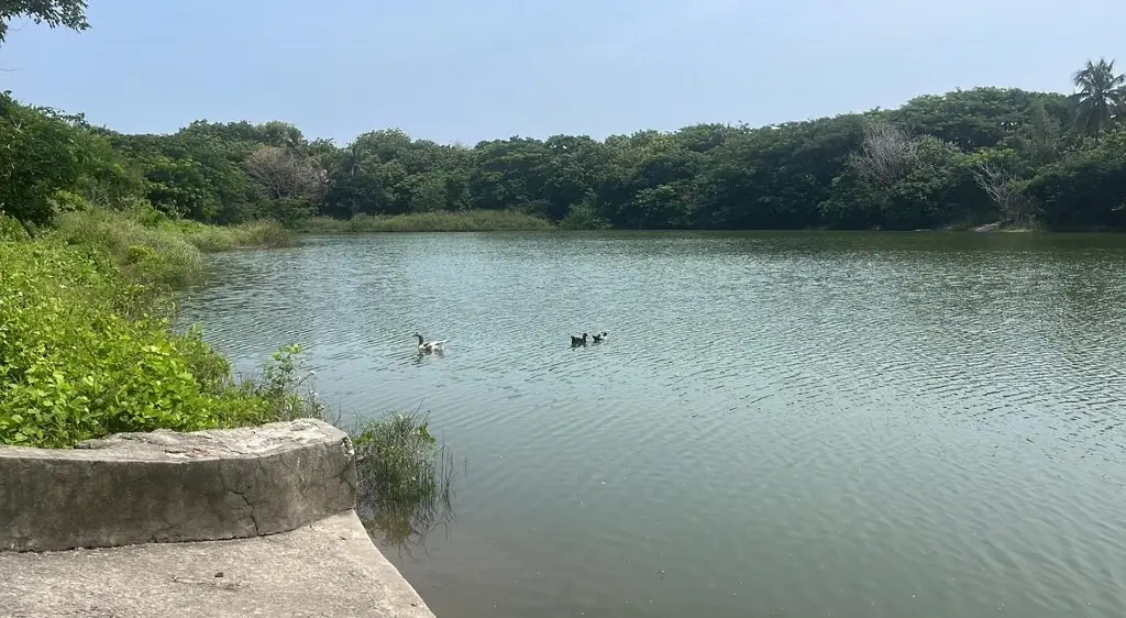 Imagen Reportan peces muertos en la Laguna del Encanto en Veracruz 