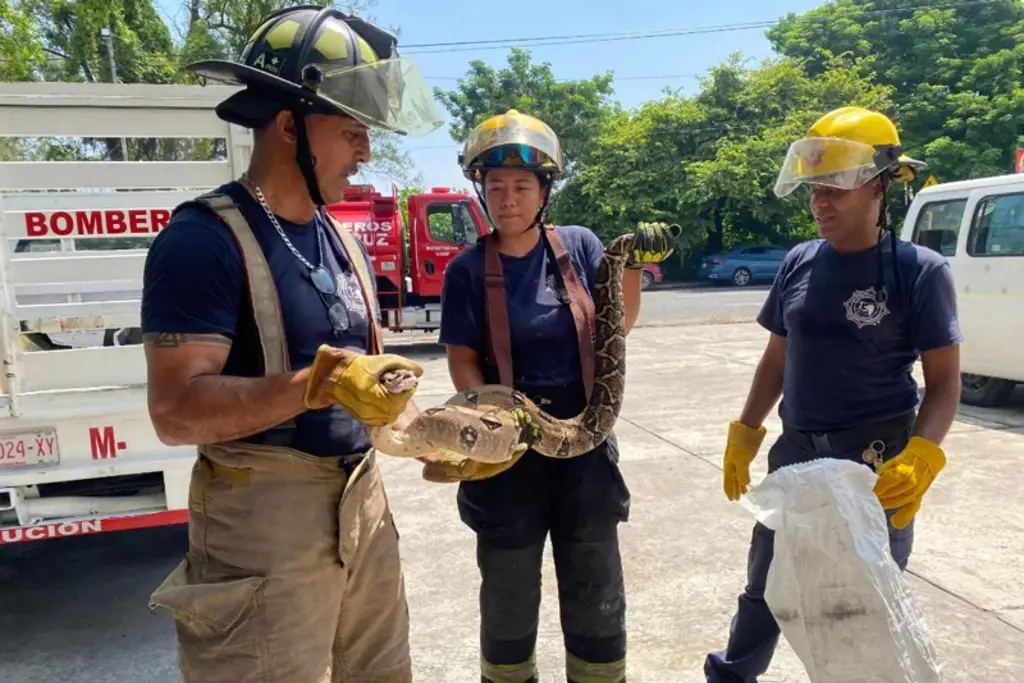 Imagen Boa que fue capturada mientras devoraba un gato está embarazada, esto hicieron con ella en Veracruz