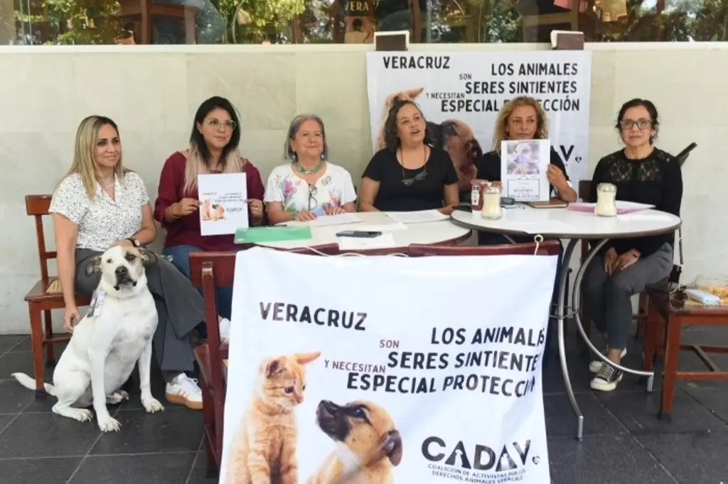 Imagen Urgen al Congreso de Veracruz a votar iniciativa para reconocer a los animales como seres sintientes